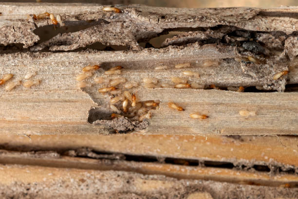 Bird Control in Claremore, OK